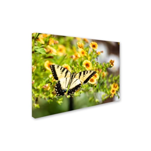 Kurt Shaffer 'Swallowtail Butterfly' Canvas Art,14x19